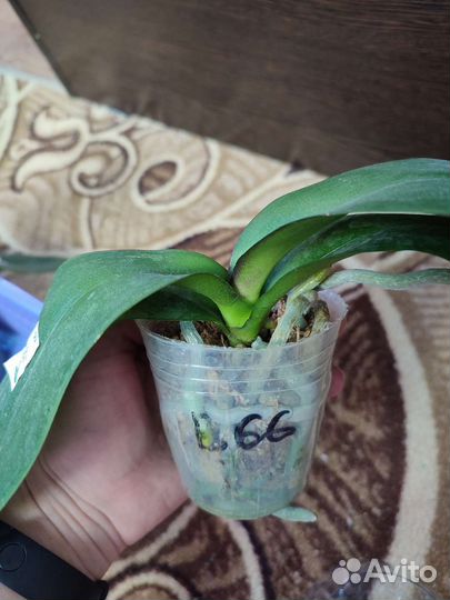 Орхидея Miki Dancer '56'