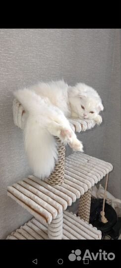 Шотландские вислоухие котята