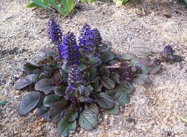 Живучка ползучая многолетняя