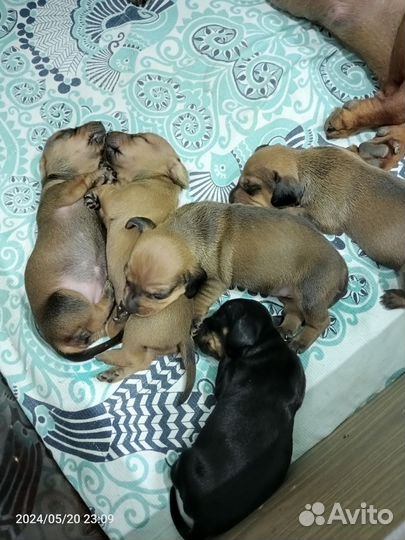 Щенки кроличьей таксы