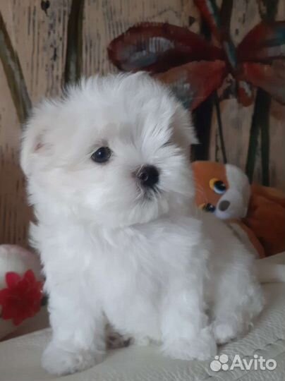 Мальтезе. Щенки Мальтийской болонки