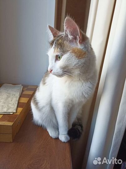 Кошка ищет дом