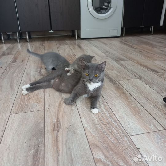 Британские котята