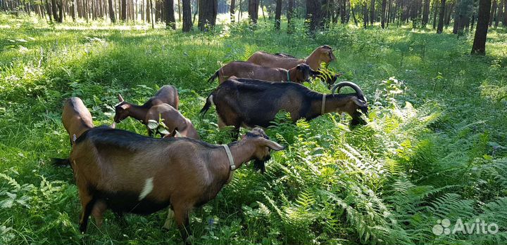 Козье молоко