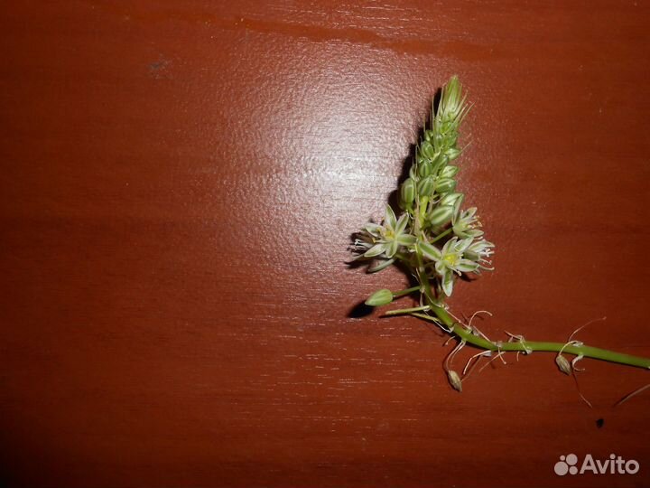 Лечебное растение - Индийский лук