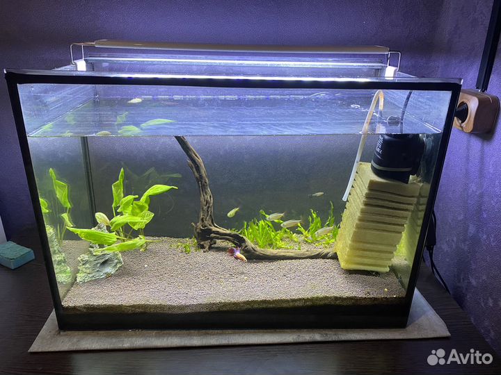 Аквариум с рыбками