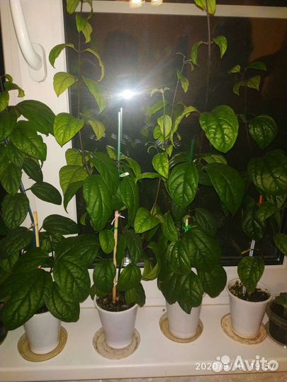 Клеродендрум Томпсона