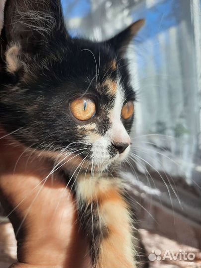 Котенок в добрые руки