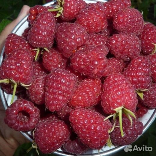 Саженцы ремонтантной малины Бриллиантовая