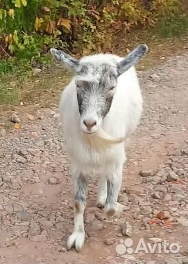 Услуги козла