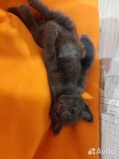 Котята Сфинксы Браши