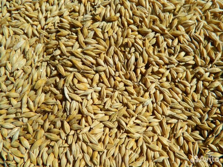 Ячмень в мешках по 40 кг