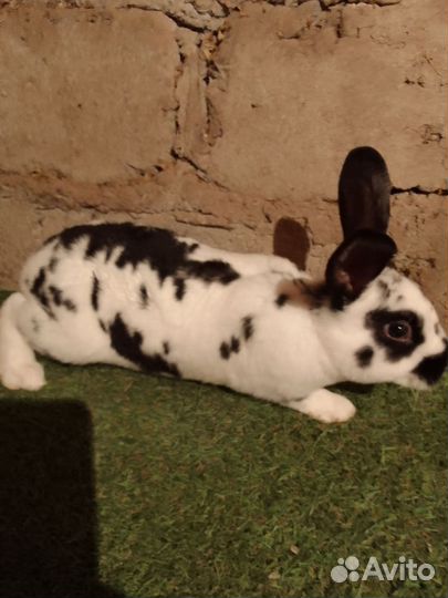 Кролики породы Полтавское серебро, Рэкс