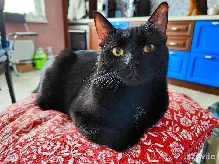 Кошка