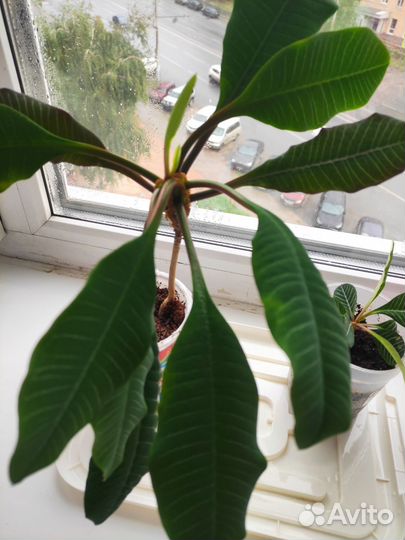 Молочай беложильчатый