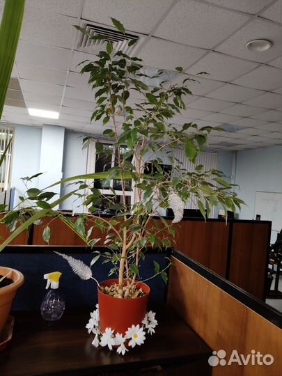 Фикус бенджамина