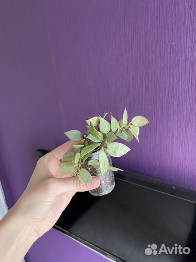 Хойя супер эскимо