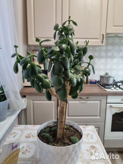 Крассула толстянка