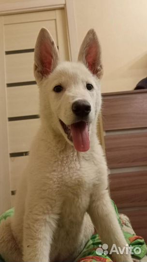 Очень нужен дом