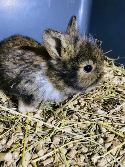 Карликовые крольчата