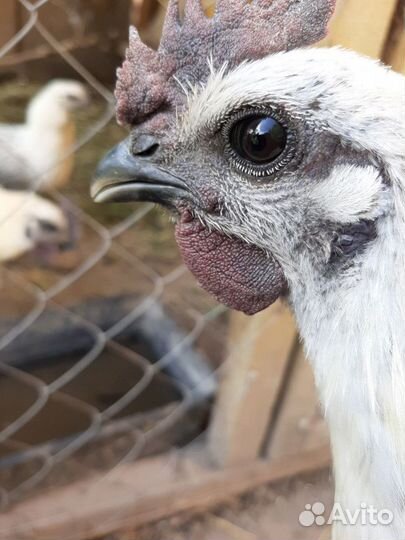 Молодые петухи лакеданзи