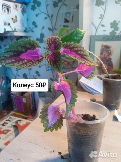 Колеус и циссус