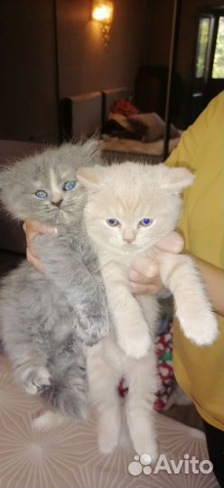 Британская кошка