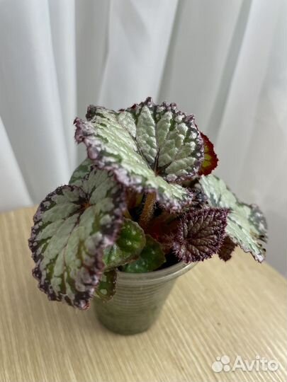 Комнатные растения цветы Сингониум Папоротник