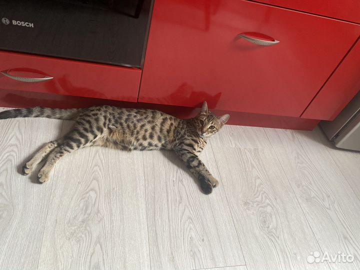 Бенгальская кошка вязка