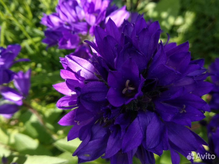 Колокольчик скученный