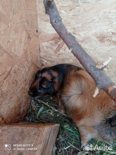 Морская свинка