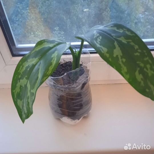 Аглаонема Мария