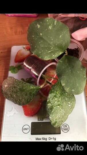 Хойи укорененные и срезом