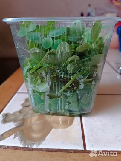 Растения пистия