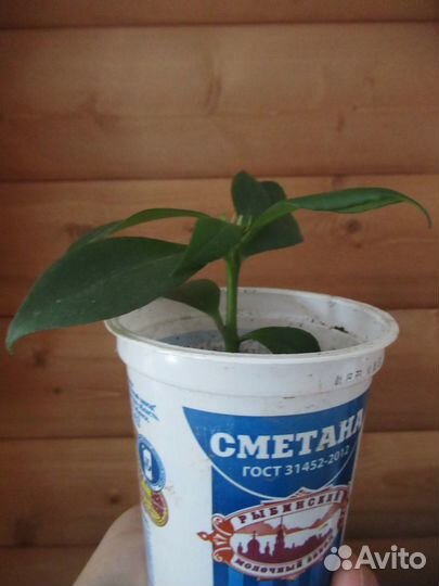 Эсхинантус Жар птица