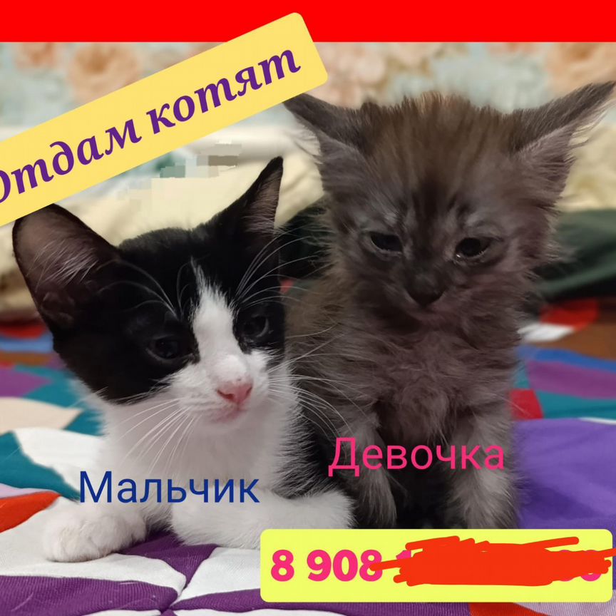 Котята в добрые руки