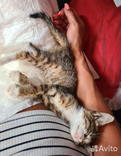 Котенок Мири, привезённая из Турции, ищет маму