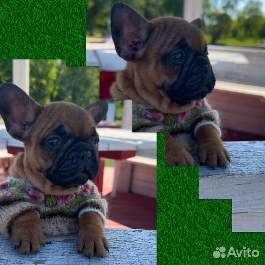 Мини девочки французики