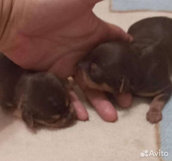 Той-терьер щенки