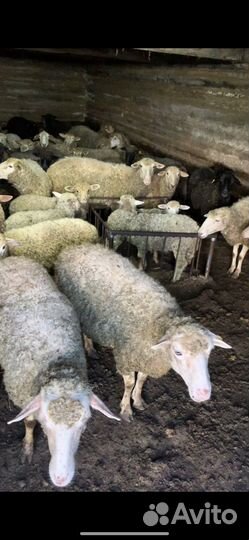 Продаются овцы