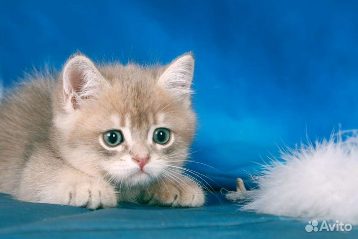 Британский красавчик