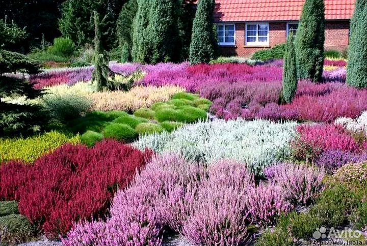 Вереск саженцы