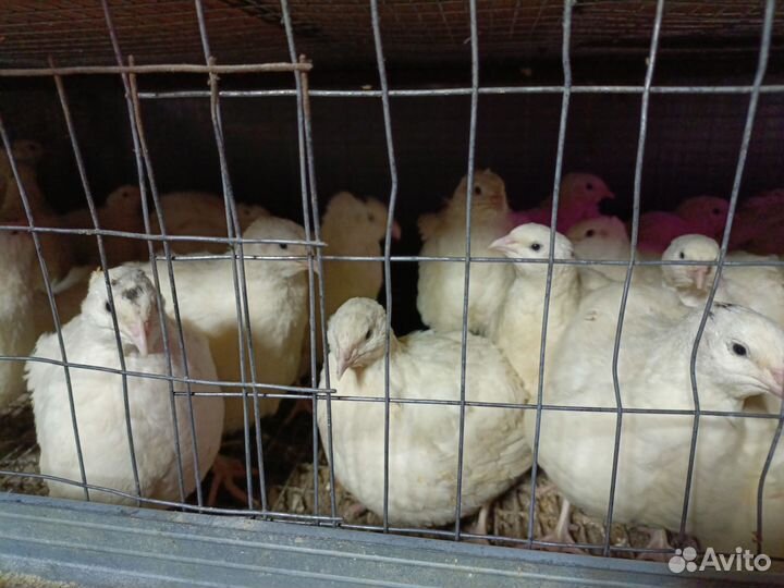 Перепела,инкубационное яйцо