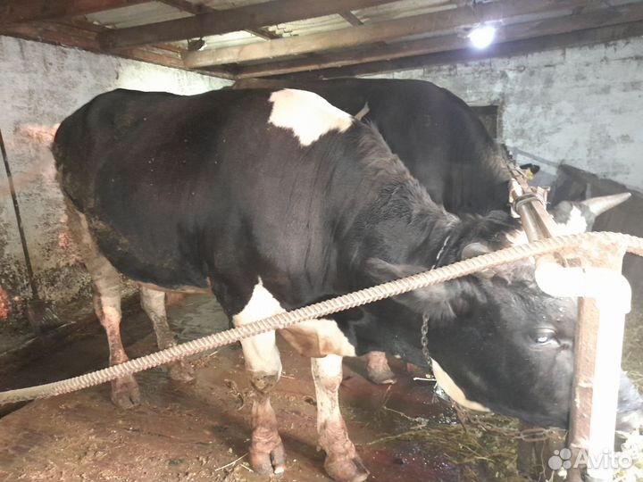 Быки на мясо