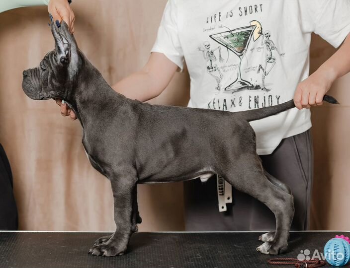 Кане Корсо щенок мальчик