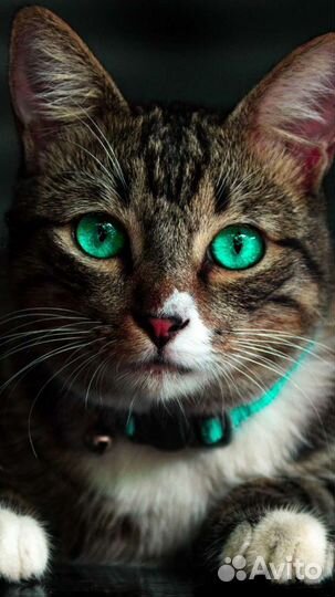 Электрик,мастер на час,электромонтаж