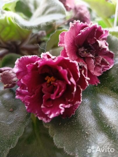 Сортовые фиалки