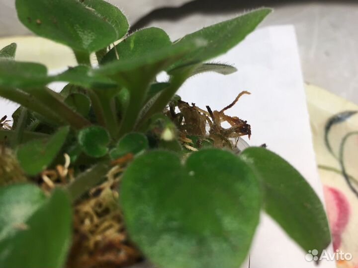 Фиалка мини котенок гав