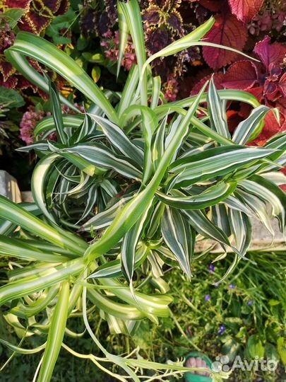 Хлорофитум плюс драцена