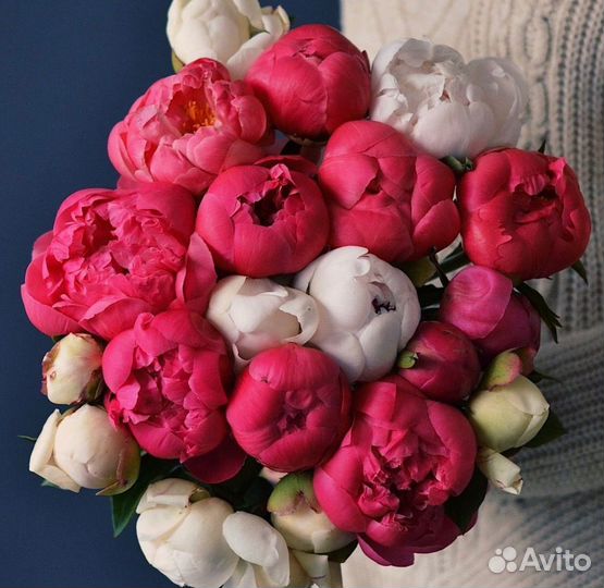 Пионы с бесплатной доставкой